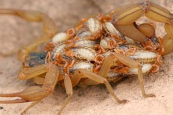 Atenção - Agosto é a época de reprodução dos escorpiões