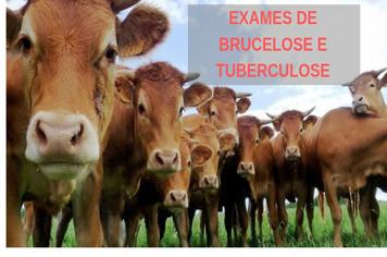 Prefeitura comeÃ§arÃ¡ a oferecer serviÃ§o de diagnÃ³stico de tuberculose e brucelose bovina