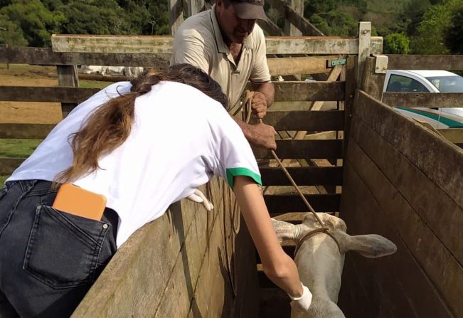 Agricultura vacinou 88 novilhas contra brucelose em abril