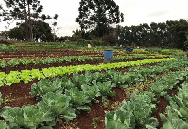 TEM SAÚDE E AGRICULTURA FAMILIAR NA MERENDA ESCOLAR