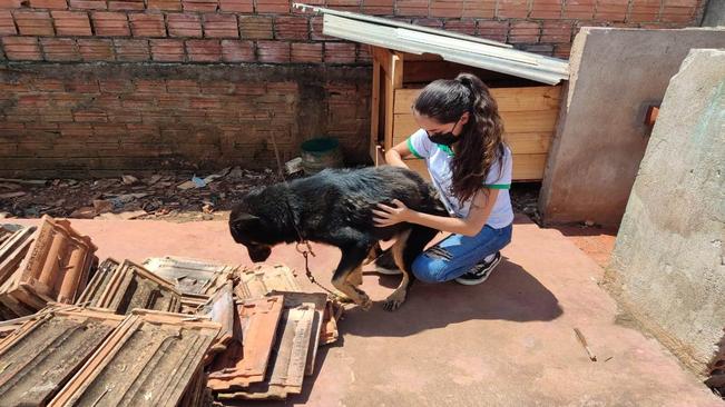 Denúncias de maus tratos a animais são averiguadas por veterinária da Prefeitura