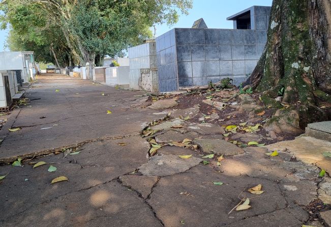 ÁRVORES DA CALÇADA DO CEMITÉRIO SERÃO RETIRADAS