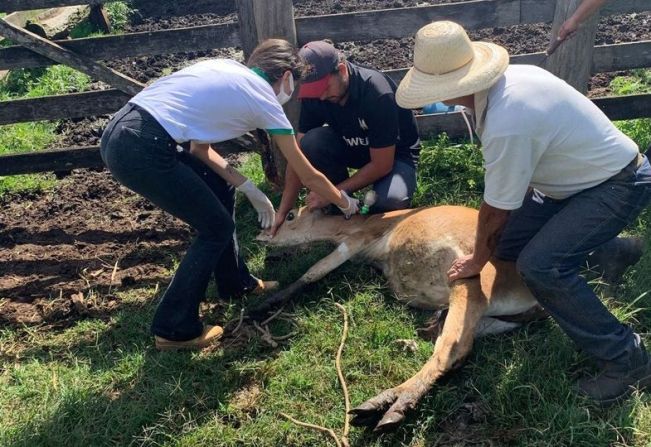 Agricultura - Veterinária presta assistência aos produtores rurais